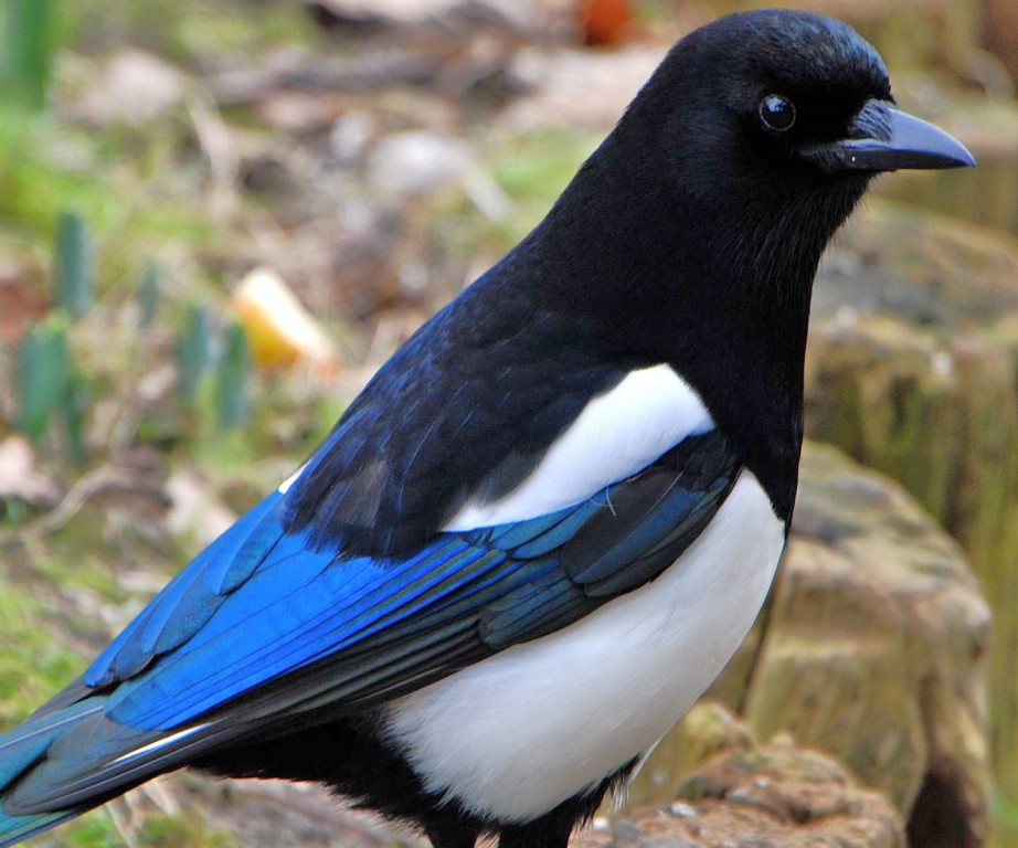 B Magpie 1960001.JPG