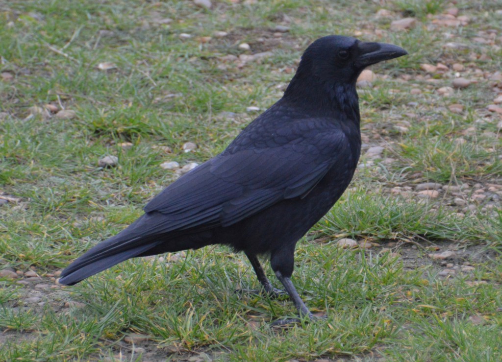 Crow DSC_8826.JPG