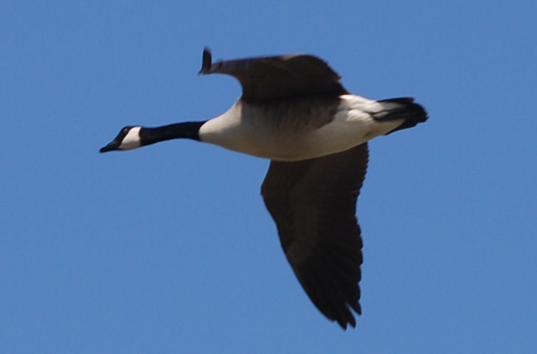 Goose Canada in Flight 023.JPG