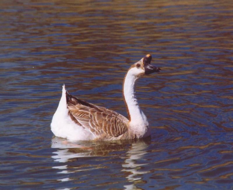 Goose Fred.jpg