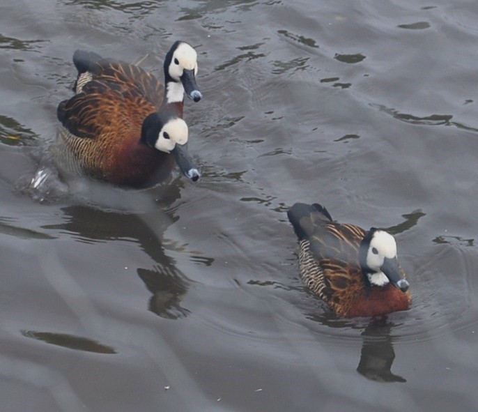 SB Geese White Fronted022.JPG