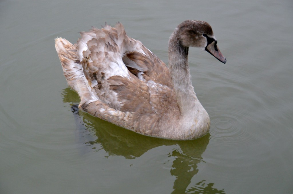 Deben Woodbridge117.jpg