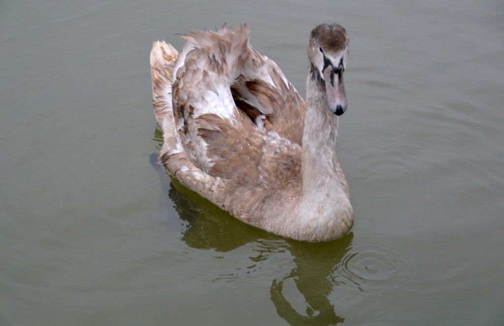 Deben Woodbridge118.jpg