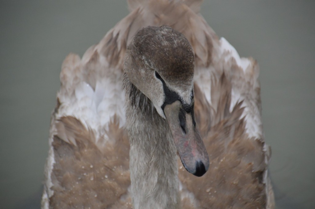 Deben Woodbridge120.jpg