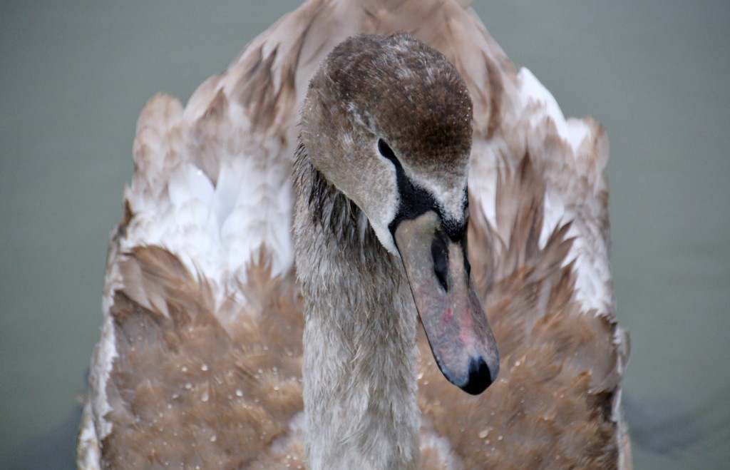 Deben Woodbridge119.jpg