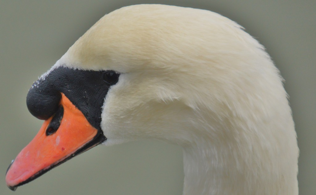 Swan 122.JPG