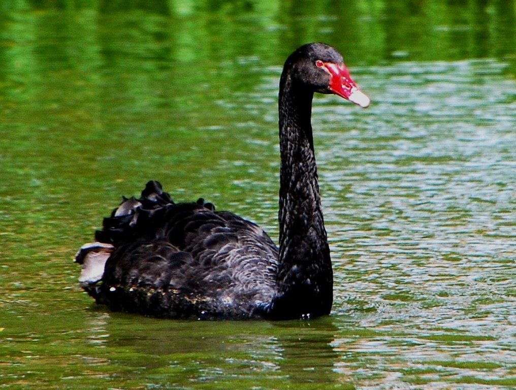 Black swan DSC_8732_hf.jpg