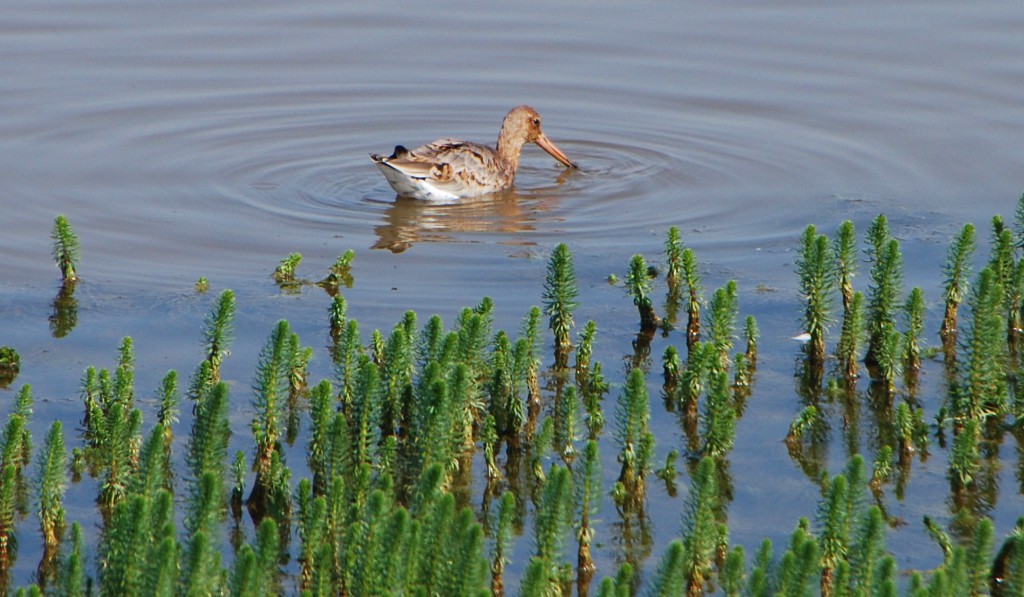 Godwit  (2).JPG