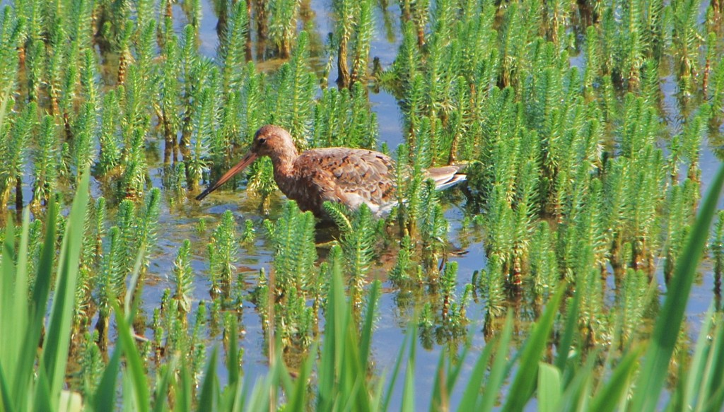 Godwit .JPG