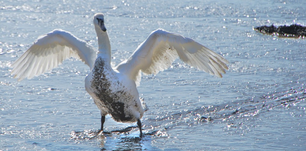 Muddy Swan .JPG