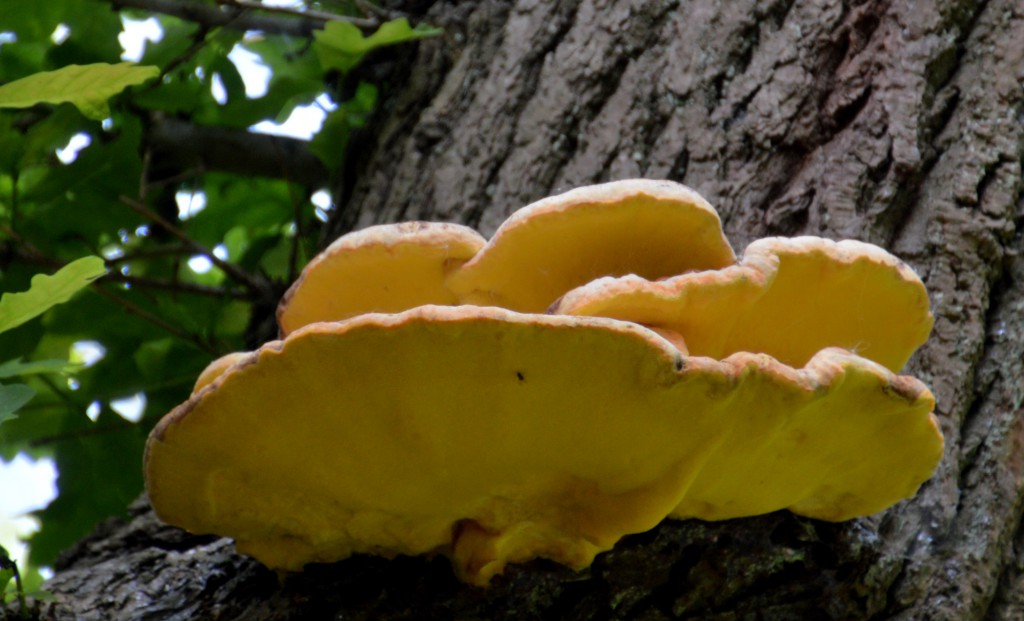 Fungi DSC_9426.JPG