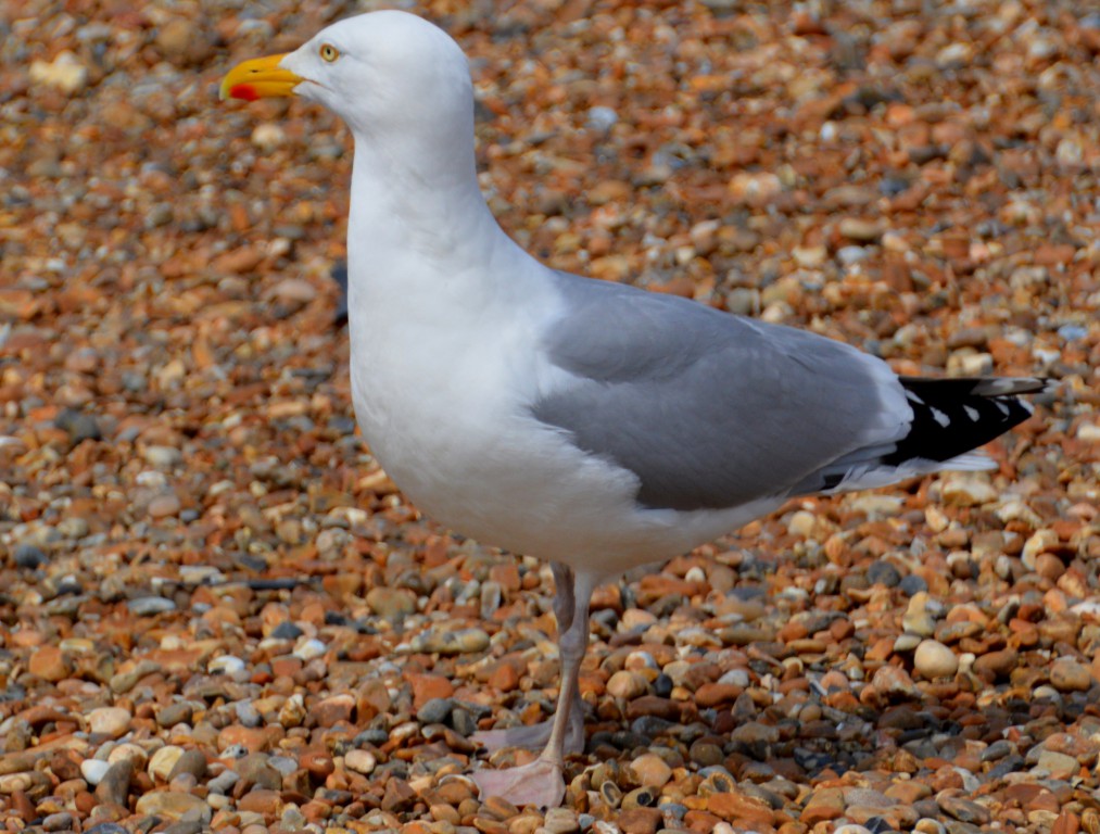 Herring Gull  DSC_9152.JPG