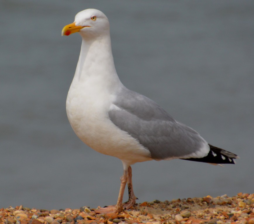 Herring Gull DSC_9142.JPG