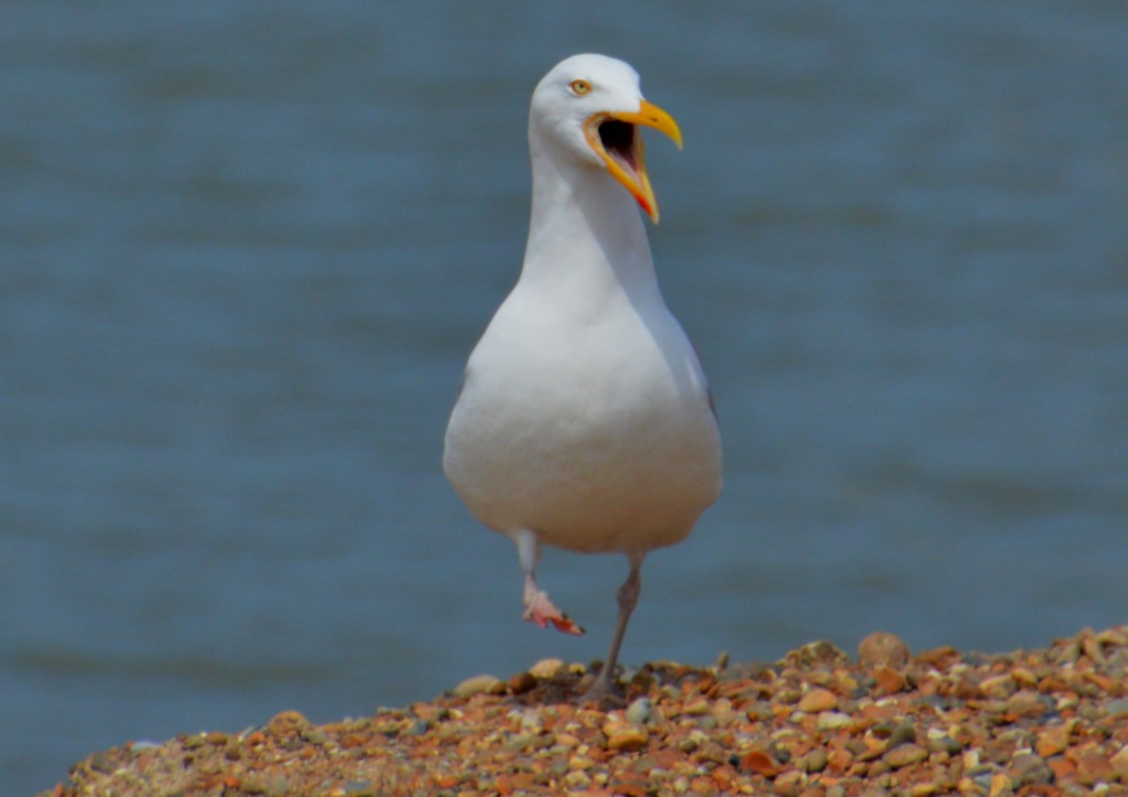 Herring Gull DSC_9197.JPG