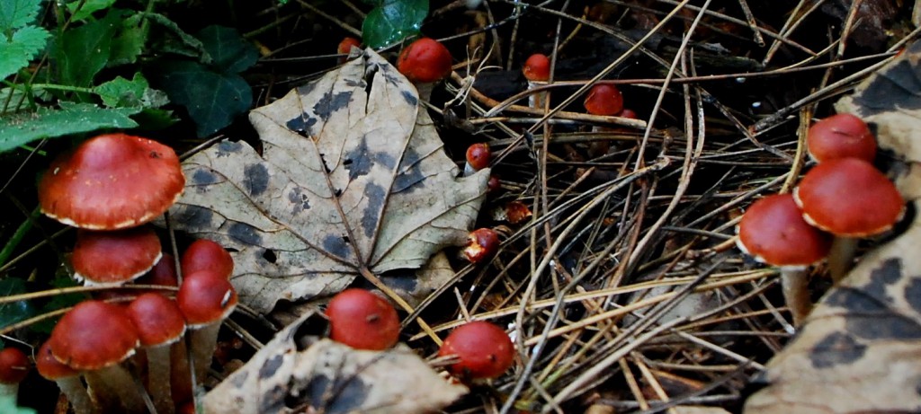 Fungi [001202].jpg