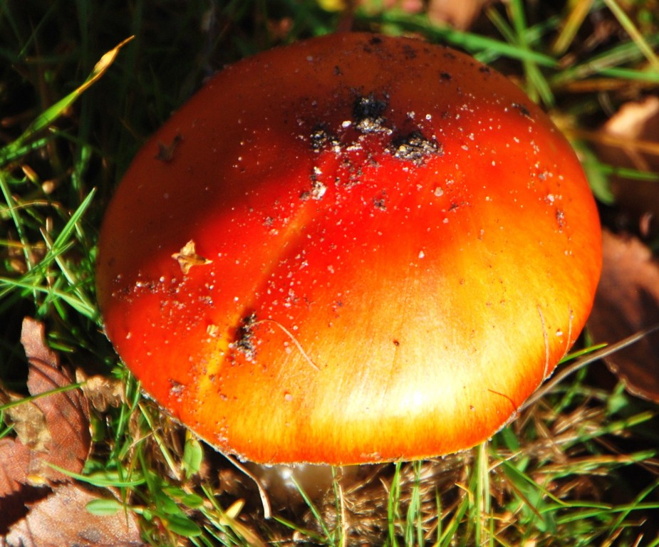 Fungi [001157].jpg