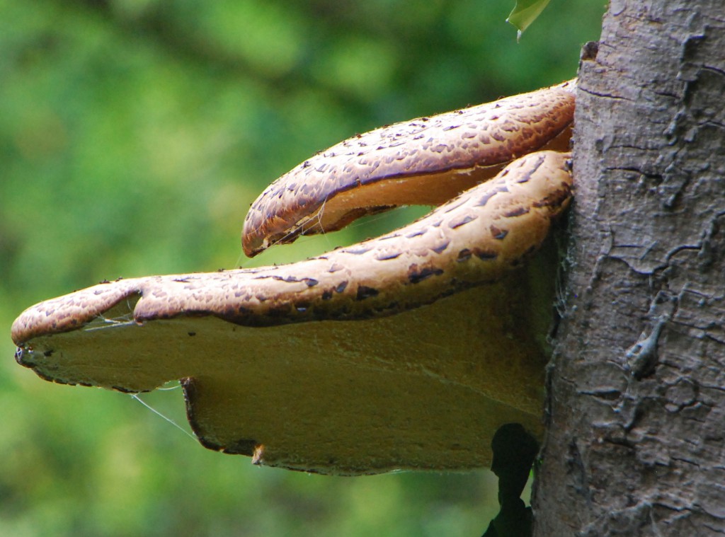 Fungi [001553].jpg