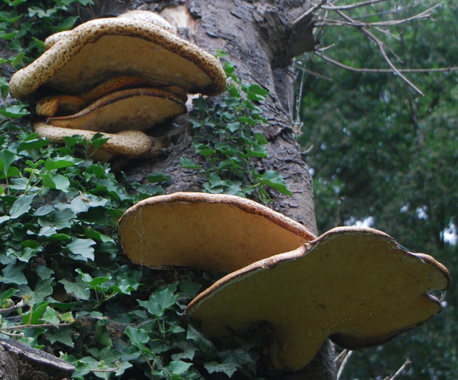 Fungi [001552].jpg