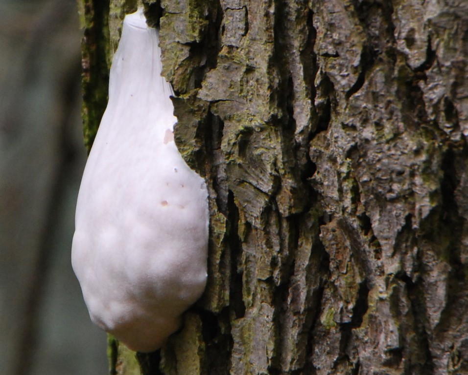 fungi [012444].jpg