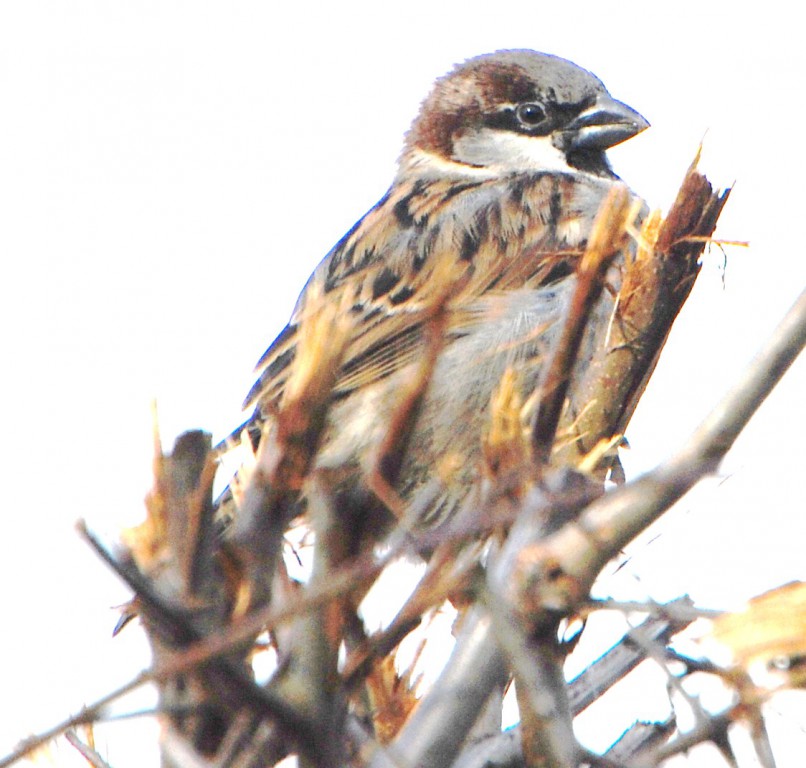 Sparrow [002824].jpg