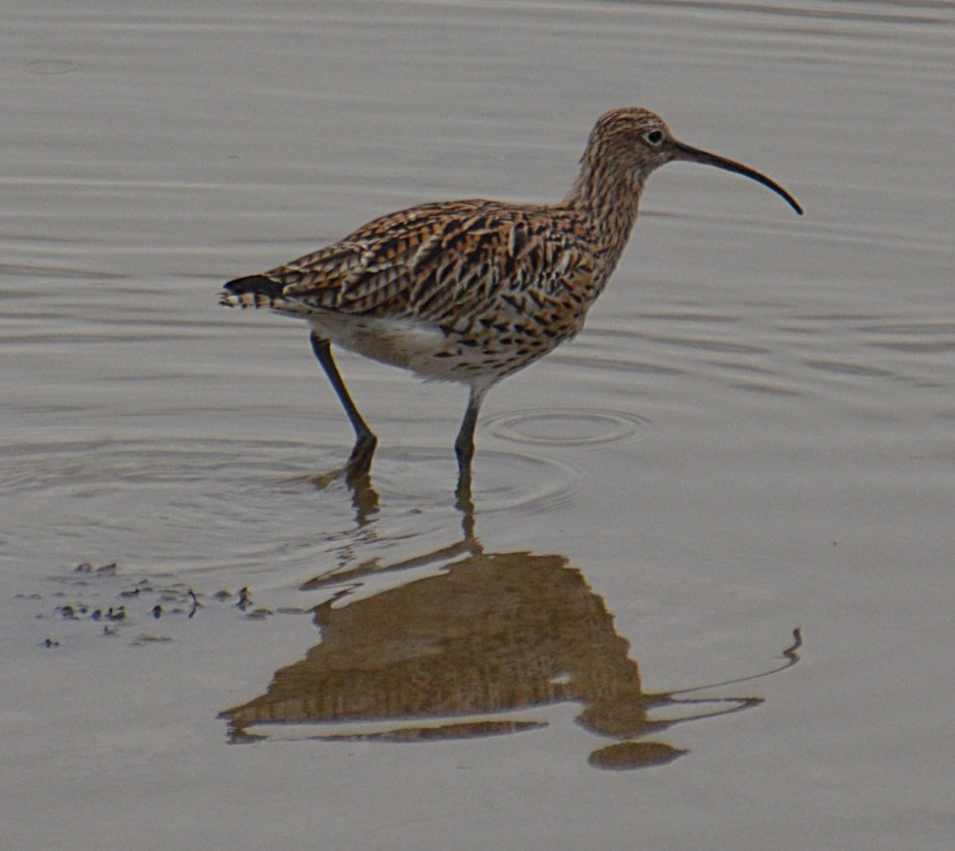 HW Curlew  DSC_2718.JPG