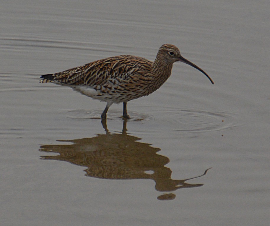 HW Curlew  DSC_2720.JPG