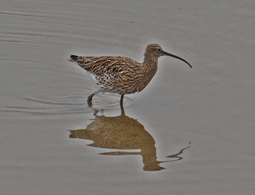 HW Curlew  DSC_2721.JPG