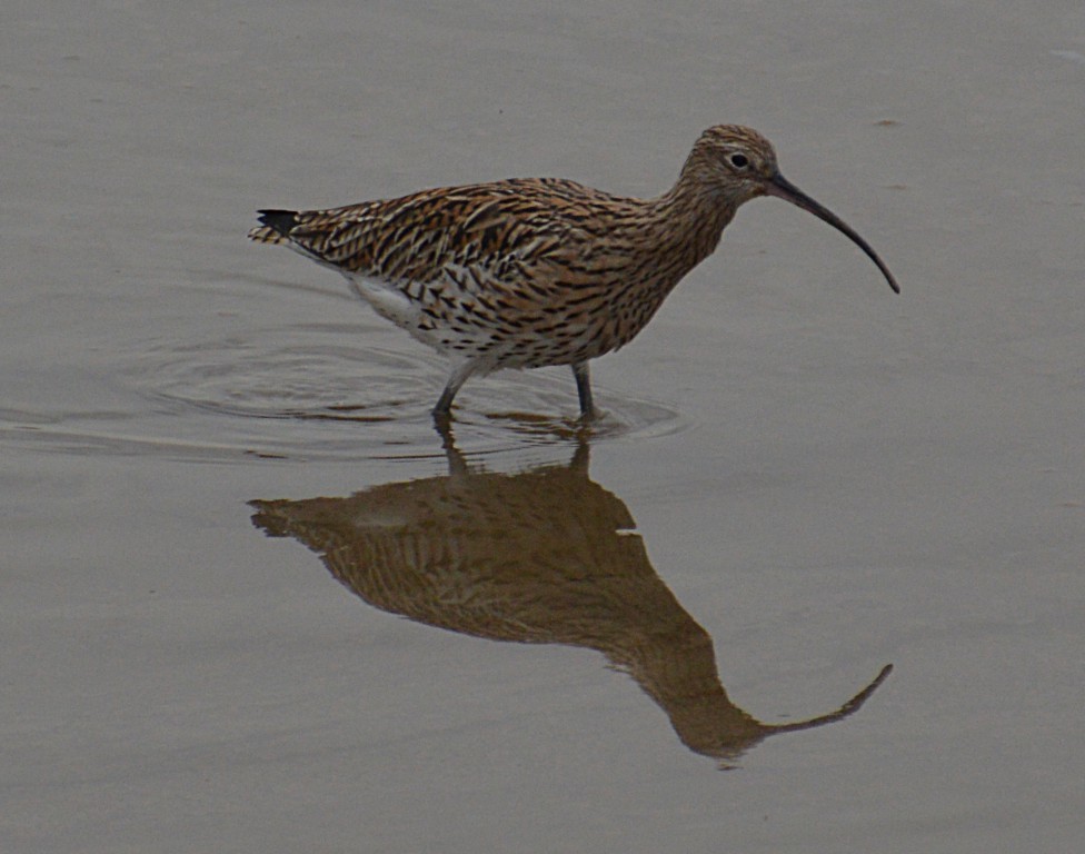 HW Curlew  DSC_2722.JPG