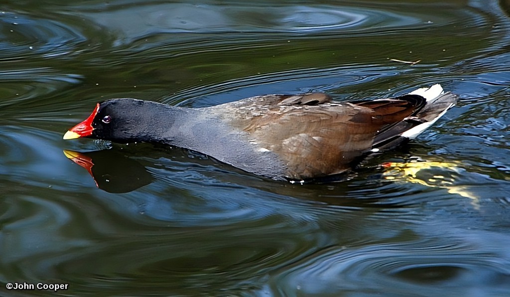 Moorhen-transformed.jpeg
