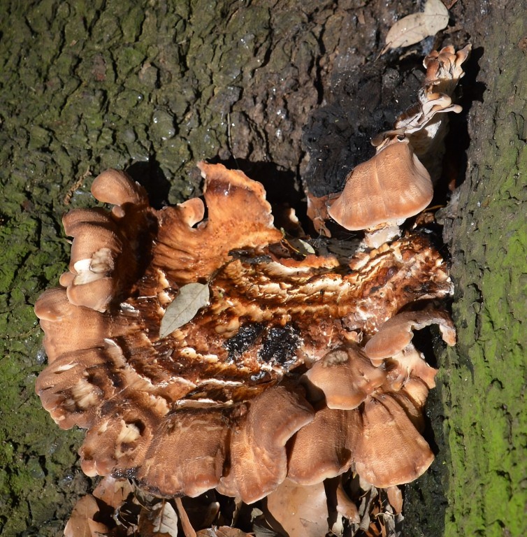 Fungi_015-transformed.jpeg