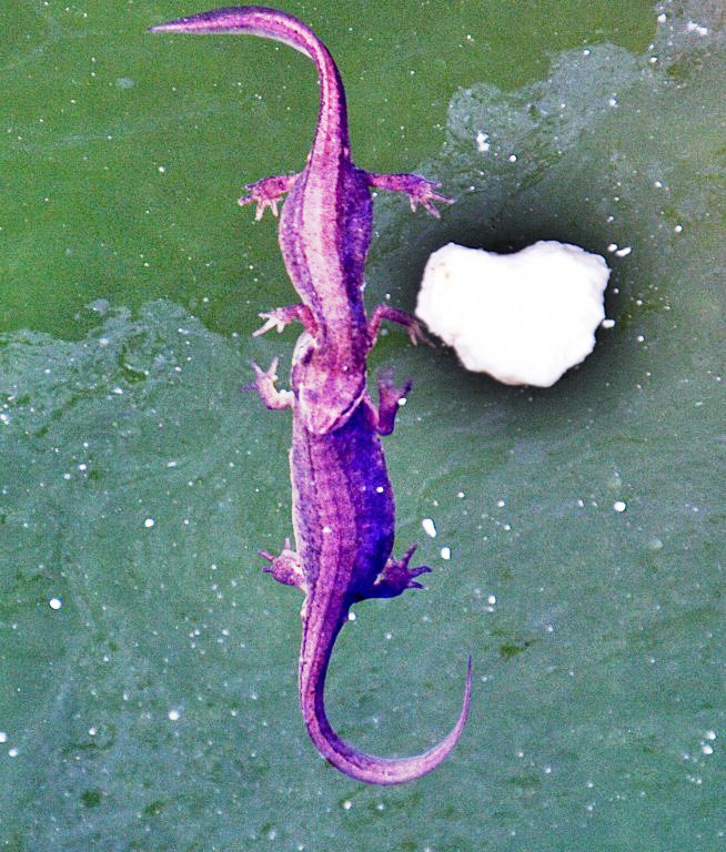 KL    Newts DSC_6531.JPG